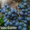 Vynuogių veislės aprašymas ir savybės Mįslė Šarova, sodinimo ir priežiūros taisyklės