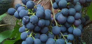 Descripción y características de la variedad de uva Riddle Sharova, reglas de plantación y cuidado.