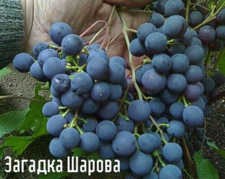 Descripción y características de la variedad de uva Riddle Sharova, reglas de plantación y cuidado.