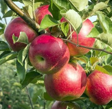 Descripció i característiques de la poma, de la plantació i de la cura del Silver Tree