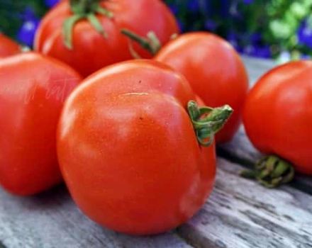 Descripción de la variedad de tomate Atol, sus características y rendimiento.