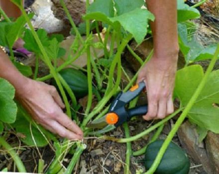How to pinch and shape a pumpkin outdoors