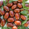Planting and caring for Chinese dates, how to grow and propagate them, fight against diseases