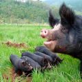 Opis i karakteristike pasmina crnih svinja, prednosti i nedostaci