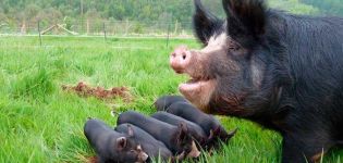 Description and characteristics of black pig breeds, advantages and disadvantages