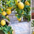 Motivi per cui cadono le foglie di limone, cosa fare e come ravvivare la pianta