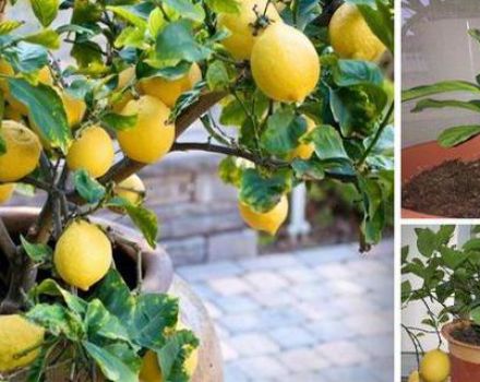 Redenen waarom citroenblaadjes vallen, wat te doen en hoe de plant nieuw leven in te blazen