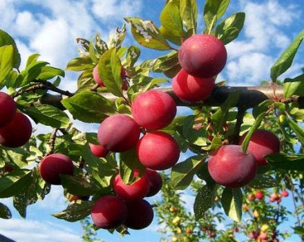 Description and characteristics of the plum variety Alenushka, cultivation and care, pollinators