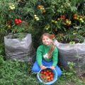Istruzioni dettagliate per la coltivazione di sacchi di pomodori