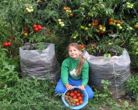 Instrucciones paso a paso para cultivar bolsas de tomates.