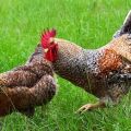Description and characteristics of Bielefelder chickens, recommendations for keeping