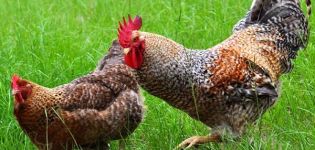 Descripció i característiques dels pollastres de Bielefelder, recomanacions de conservació