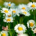 Description of species and varieties of garden daisies, planting, growing and care