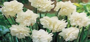 Description and nuances of growing Calgary daffodils
