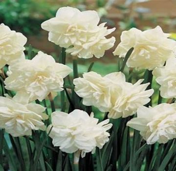 Description and nuances of growing Calgary daffodils