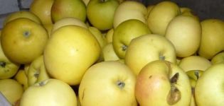 Карактеристике сорте јабуке Славианка, регион узгоја и опис приноса