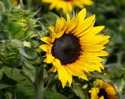Arten von Herbiziden für Sonnenblumen und die besten Zubereitungen mit Gebrauchsanweisung