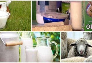 Thành phần và hàm lượng calo của sữa cừu, lợi ích và tác hại của nó đối với cơ thể