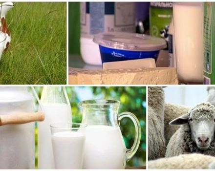 Složení a obsah kalorií v ovčím mléku, jeho přínosy a poškození těla