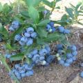 How blueberries grow in the garden, the choice of varieties and the rules of planting and care