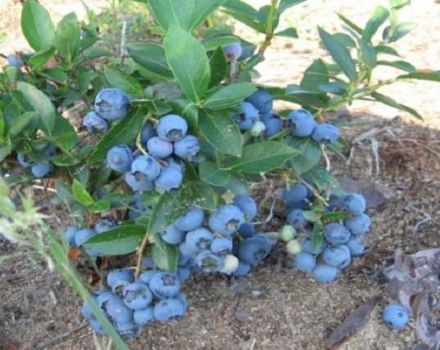 Hvordan blåbær vokser i haven, valg af sorter og reglerne for plantning og pleje