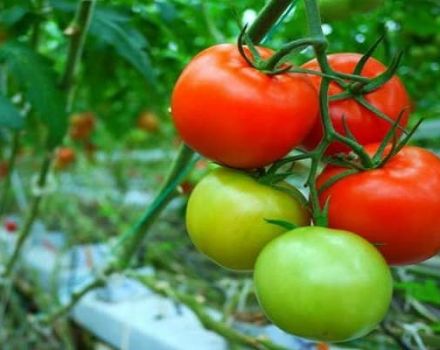 Pregled najboljih sorti rajčice za otvoreno tlo u moskovskoj regiji