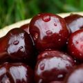 Paglalarawan ng mga uri ng itim na cherry Morel, Rossoshanskaya at Shokoladnitsa, pagtatanim at pangangalaga