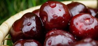 Popis odrůd třešně černé Morel, Rossoshanskaya a Shokoladnitsa, výsadba a péče
