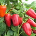 Sadnja, tehnologija uzgoja i briga za paprike na otvorenom terenu