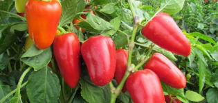 Aanplant, teelttechniek en verzorging van paprika's in de volle grond