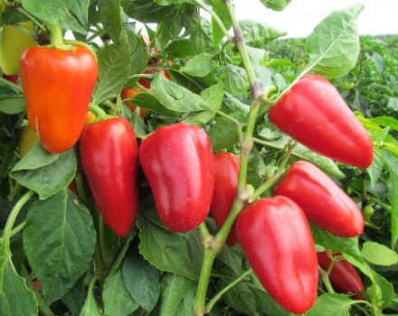 Aanplant, teelttechniek en verzorging van paprika's in de volle grond