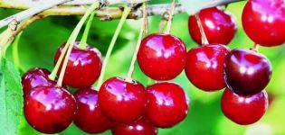 Description de la variété de cerises canadiennes Precious Carmine et caractéristiques de la fructification