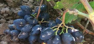 Rhombic vīnogu šķirnes apraksts un īpašības, priekšrocības un trūkumi, audzēšana
