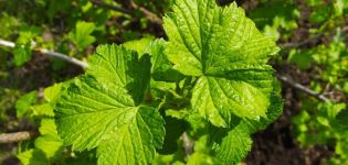 Medicinal properties of black currant leaves and contraindications, benefits and harms