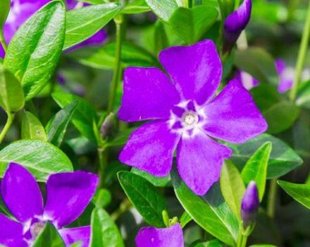 Propietats medicinals i contraindicacions del periwinkle, aplicació i beneficis d'una flor