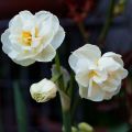Description of the daffodil variety Bridal Crown, planting scheme and care