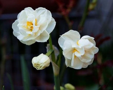 Descrizione della varietà Narciso Corona nuziale, schema di semina e cura