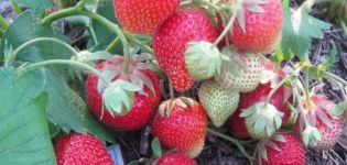 Beskrivelse og karakteristika for Carmen-jordbærsorten, dyrkning og pleje