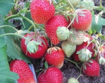 Description and characteristics of the Carmen strawberry variety, cultivation and care
