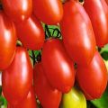 Opis odrody paradajok Cukrové prsty, jej vlastnosti a výnos