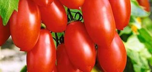 Descrizione della varietà di pomodoro Bastoncini di zucchero, sue caratteristiche e resa