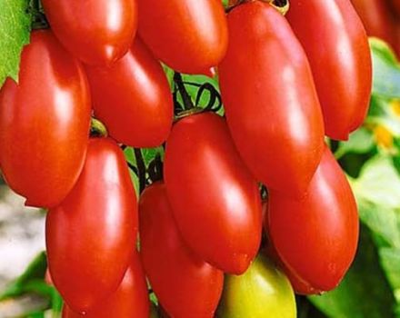 Pomidorų veislės aprašymas Cukriniai pirštai, jo savybės ir derlius