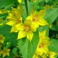 Description of the types and varieties of loosestrife, planting and care in the open field