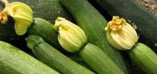 Beskrivelse af Sangrum f1 zucchini-sorten, funktioner i dyrkning og pleje