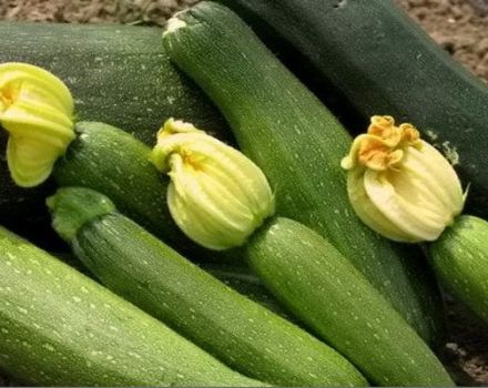 Beschreibung der Zucchini-Sorte Sangrum f1, Merkmale des Anbaus und der Pflege