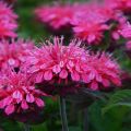 Planting and caring for monarda in the open field, the best varieties and cultivation
