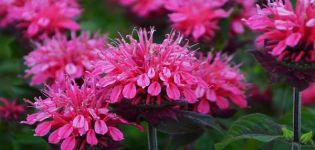 Planting and caring for monarda in the open field, the best varieties and cultivation