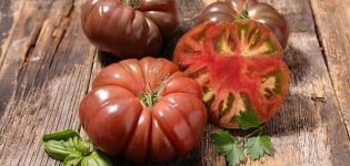 Beskrivelse af tomatsorten Kvindelig andel f1, dens egenskaber