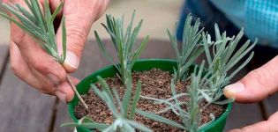 Plantar, cultivar i tenir cura de l’espígol a l’aire lliure als Urals