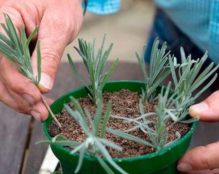 Planting, growing and caring for lavender outdoors in the Urals